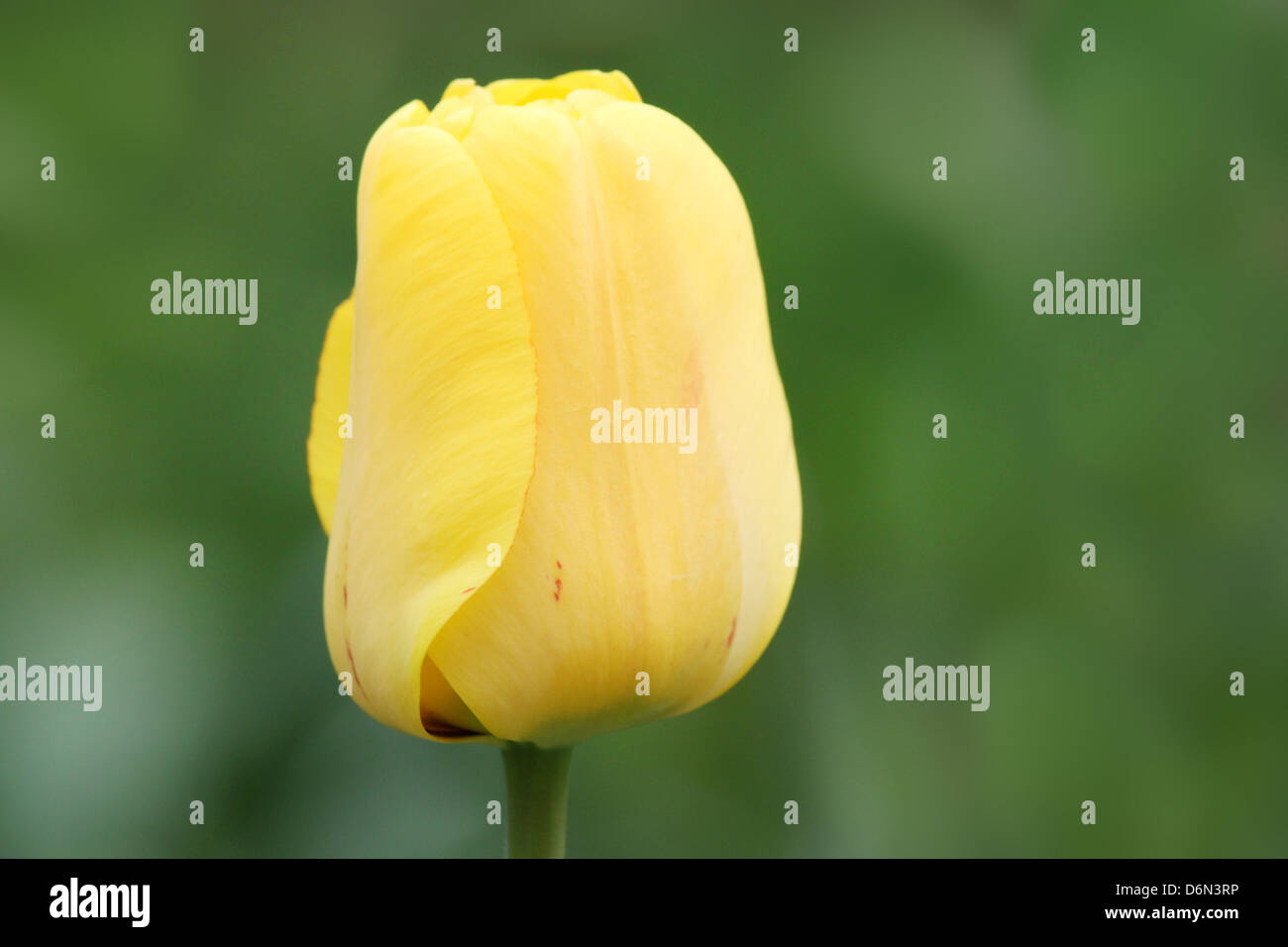close up of yellow tulip Stock Photo - Alamy