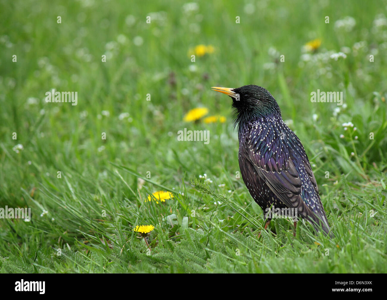 common starling in green grass Stock Photo