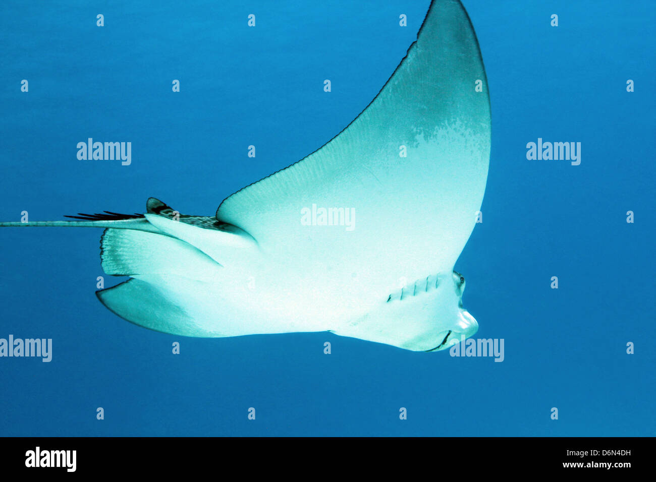 Spotted Eagle Ray (Aetobatus Narinari) From Beneath Against Surface, Cozumel, Mexico Stock Photo