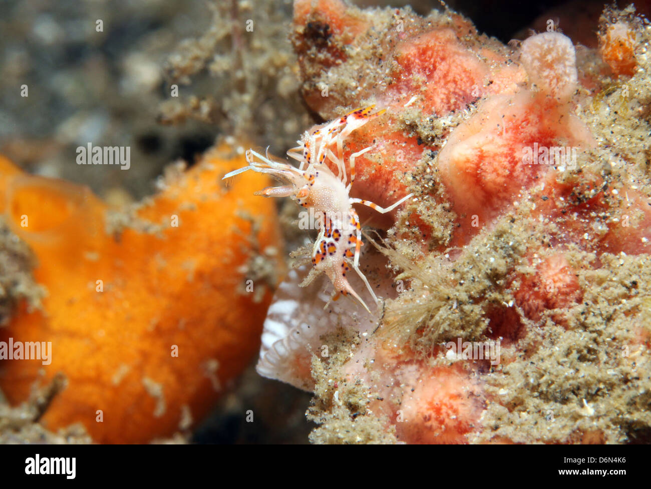 Tiger Shrimp/Horned Bumblebee Shrimp (Phyllognathia Ceratophthalmus), Lembeh Strait, Indonesia Stock Photo