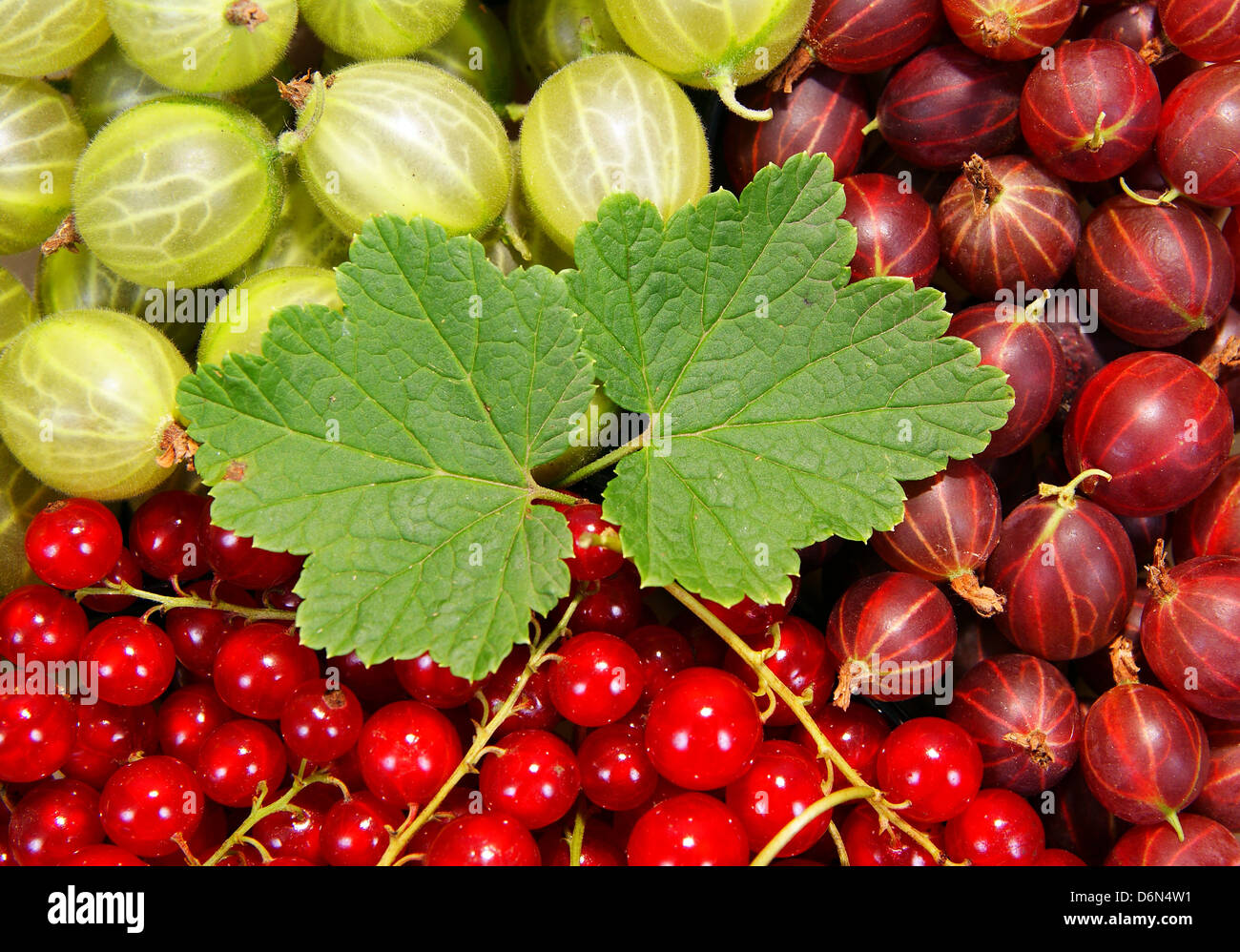 spilled red and green fruit as background Stock Photo