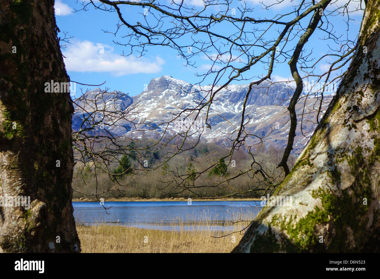 View of Elter Water and the Langdale Pikes from between trees, Great Langdale, Cumbria, England Stock Photo