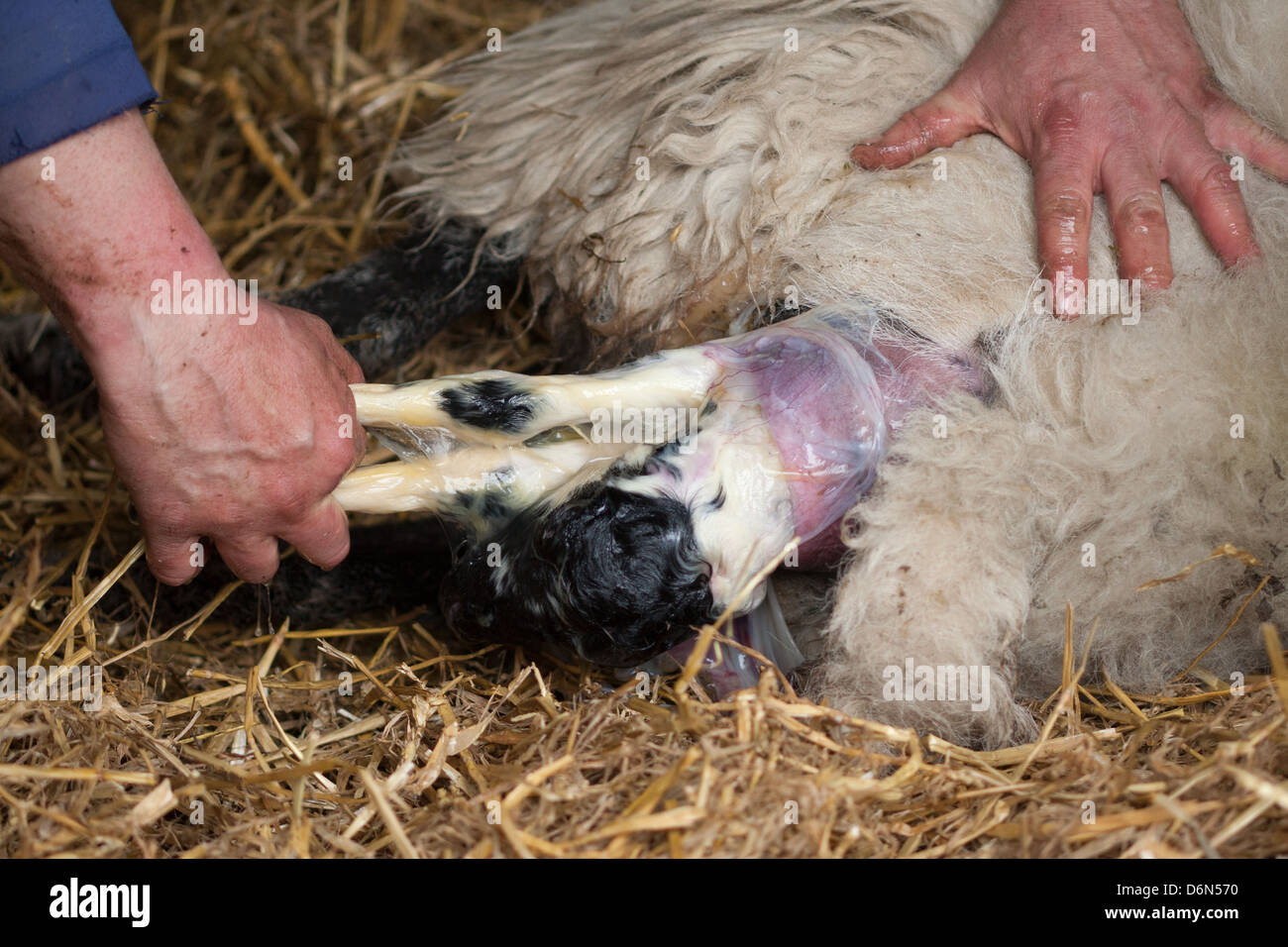 Swaledale sheep giving birth to lamb, Cumbria Stock Photo