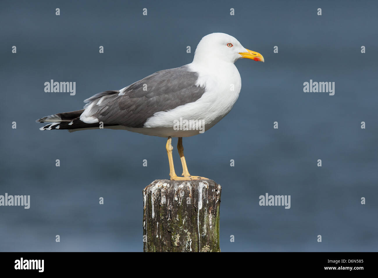 Adult Lesser Black-backed Gull (Larus fuscus) perched on post, Cumbria Stock Photo