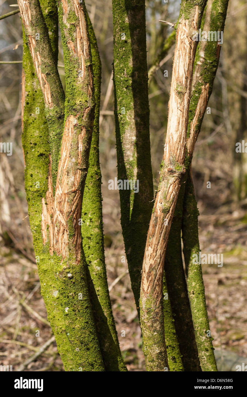 Damage to tree caused by browsing European roe deer (Capreolus capreolus), Cumbria, England Stock Photo
