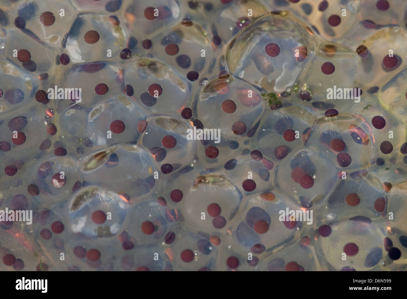 Closeup of frog spawn of Common Frog (Rana temporaria), Cambridgeshire, England Stock Photo Alamy