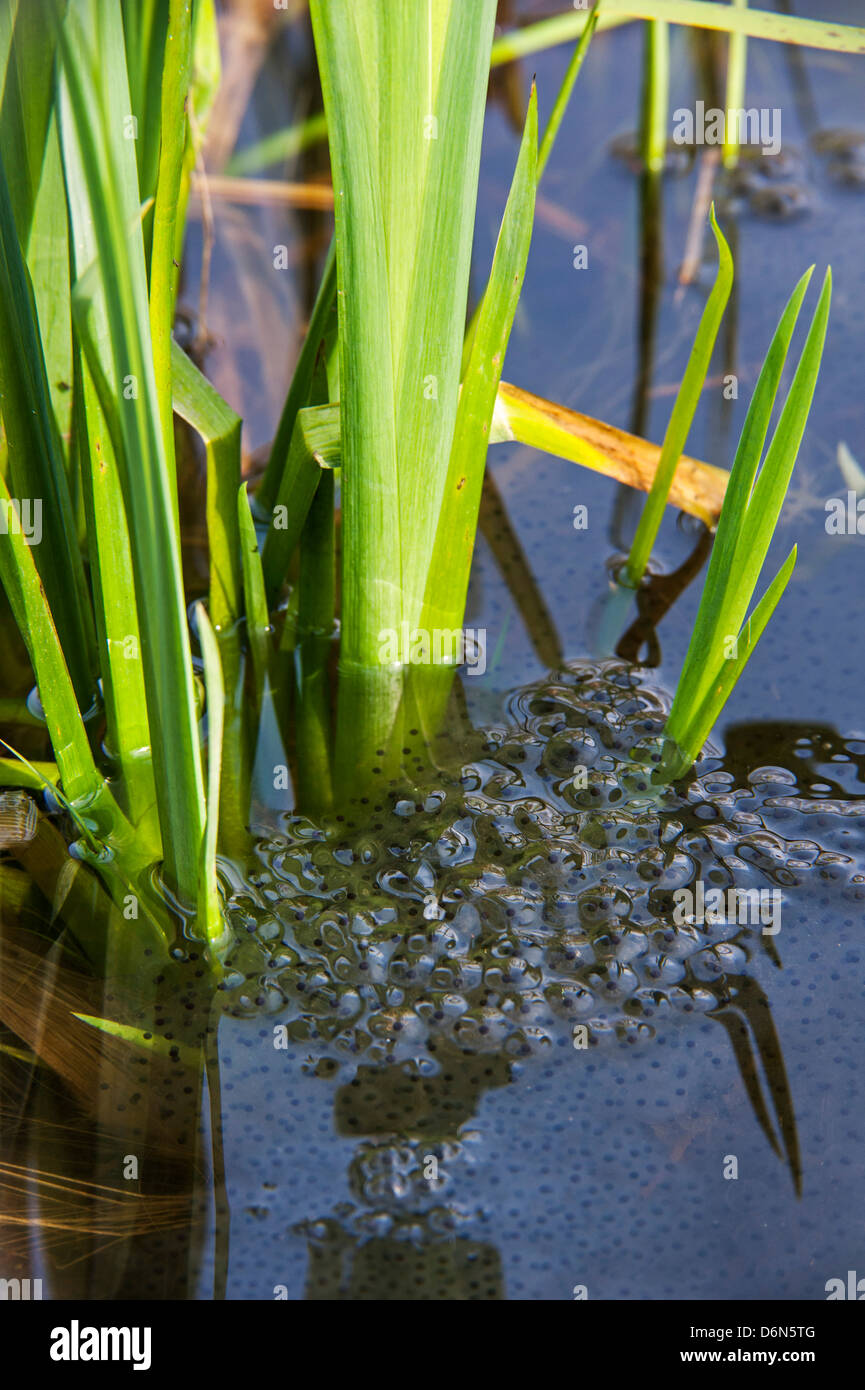 European common brown frog (Rana temporaria) frogspawn among water plants in pond in spring