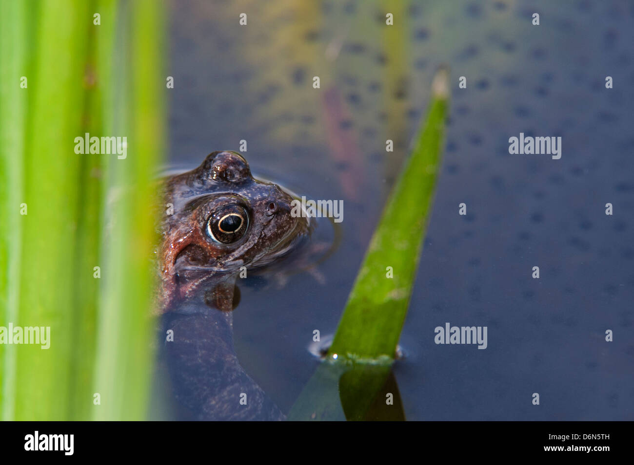 European common brown frog (Rana temporaria) floating among frogspawn in pond in spring Stock Photo