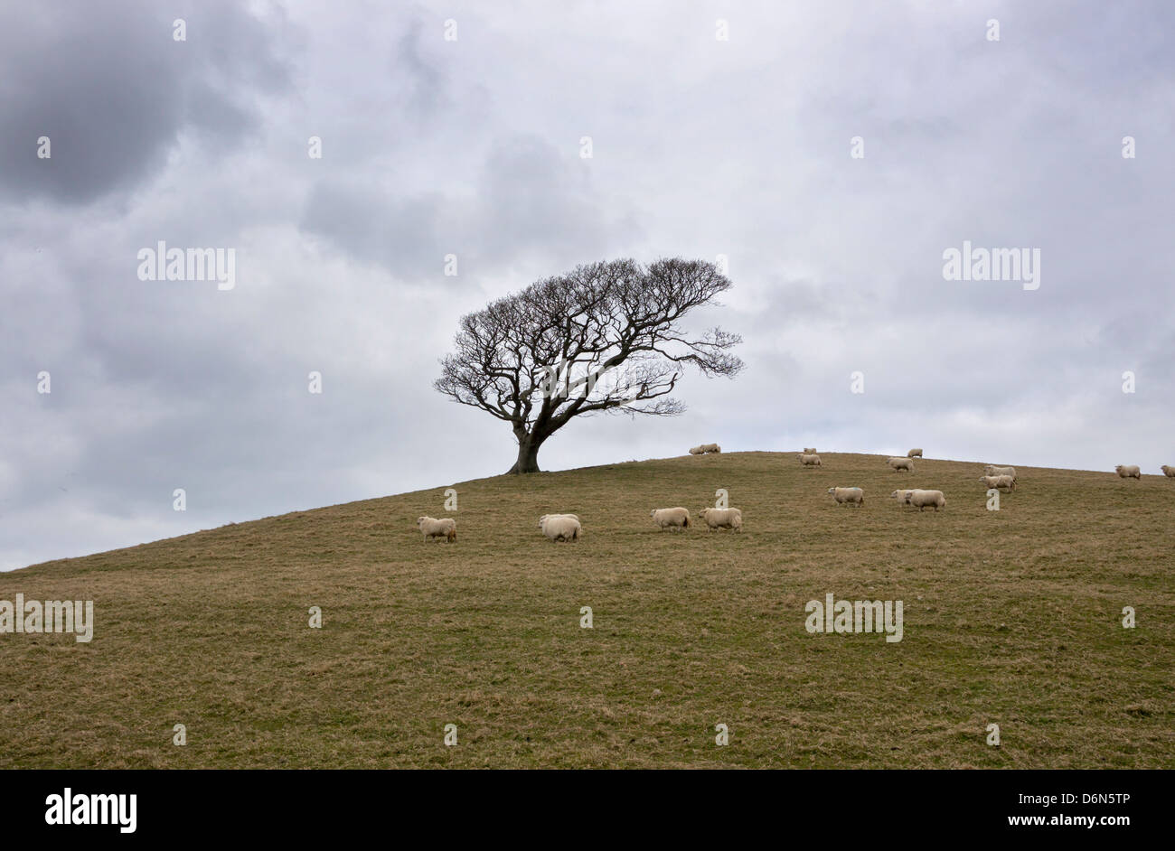 solitary tree on a hill Stock Photo