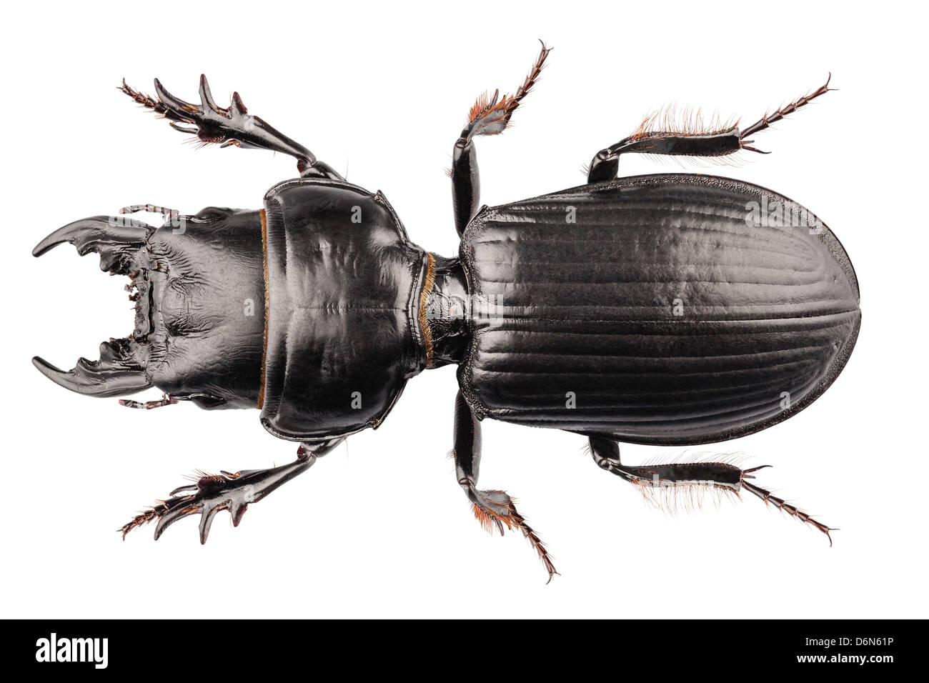 beetle species Lucanus cervus in high definition with extreme focus isolated on white background Stock Photo