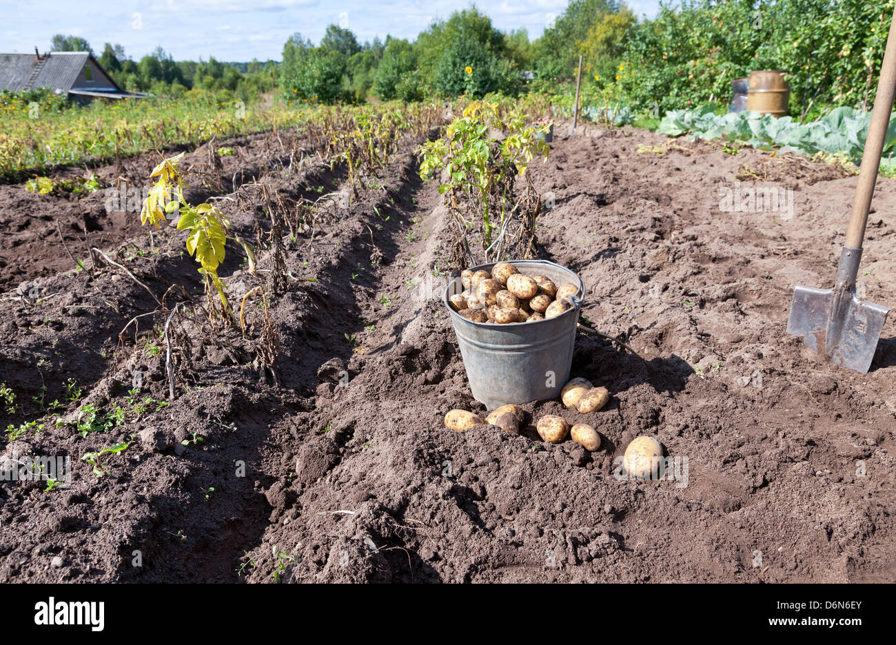 Сбор картофеля на огороде. Копать картошку осенью. Выкапывание картофеля. Копать картошку. Копать картошку осенью.