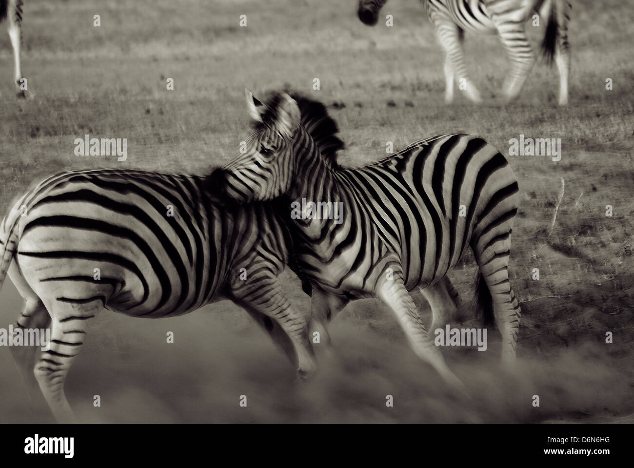 Poor Zebra Poor zebra hi-res stock photography and images - Alamy