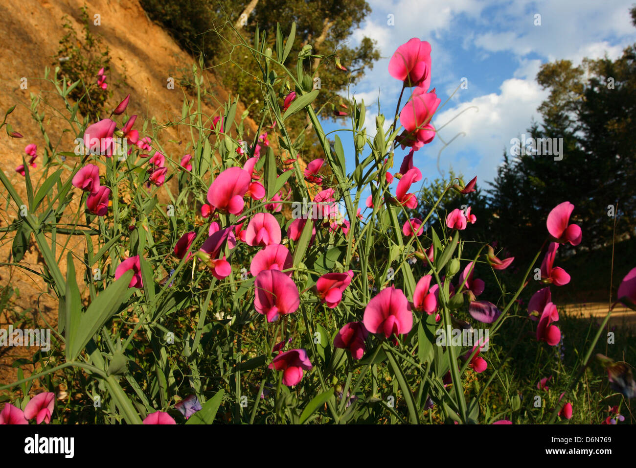 Perennial Sweet Pea, Lathyrus latifolius. Plant with flowers Stock Photo