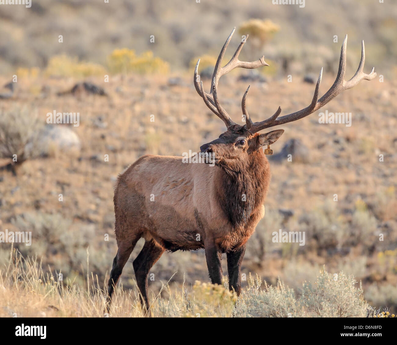 The famous Yellowstone National Park elk 'Number 10', named for the tag number in his ear, searches for a mate. Stock Photo