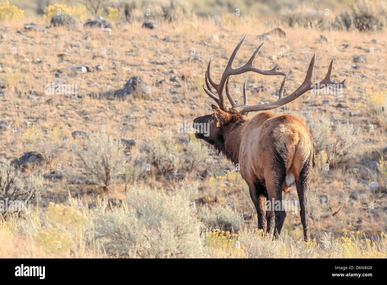 The famous Yellowstone National Park elk "Number 10", named for the tag