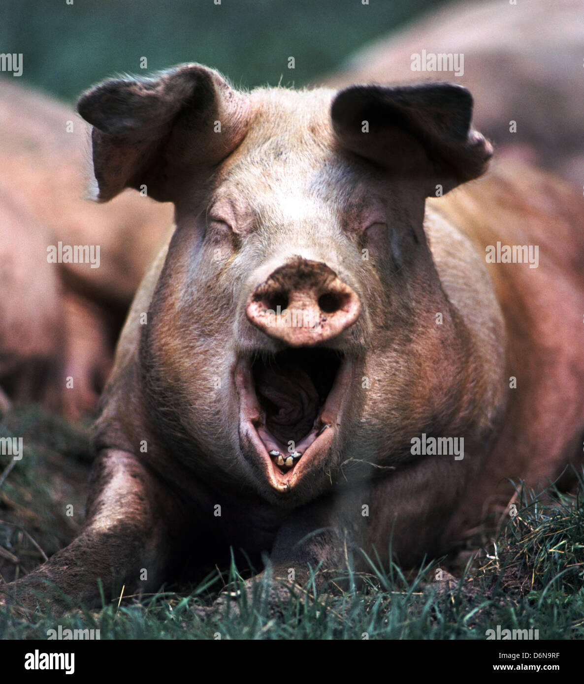 pork,domestic pig Stock Photo