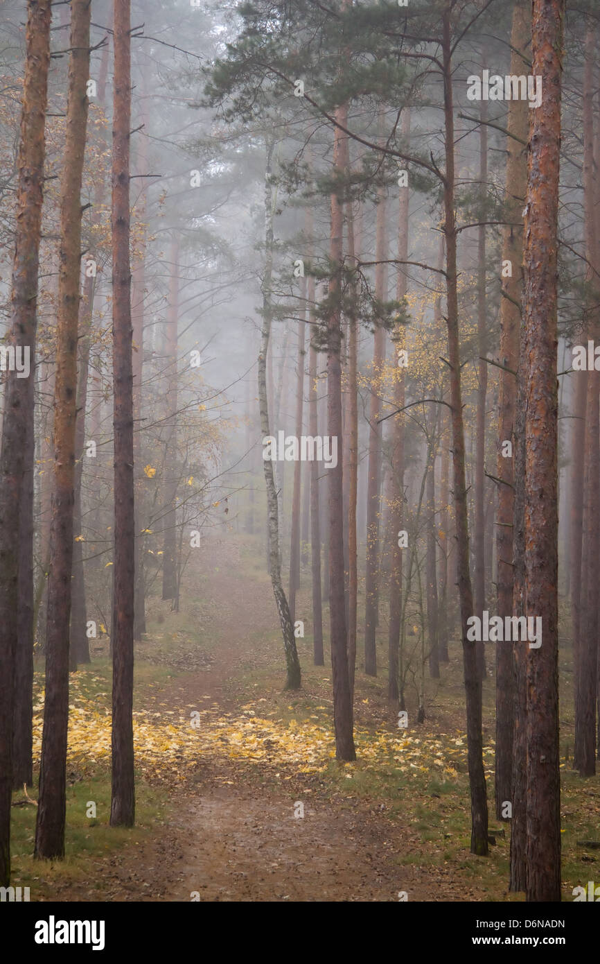 Berlin, Germany, autumn mood in the coniferous forest Stock Photo - Alamy