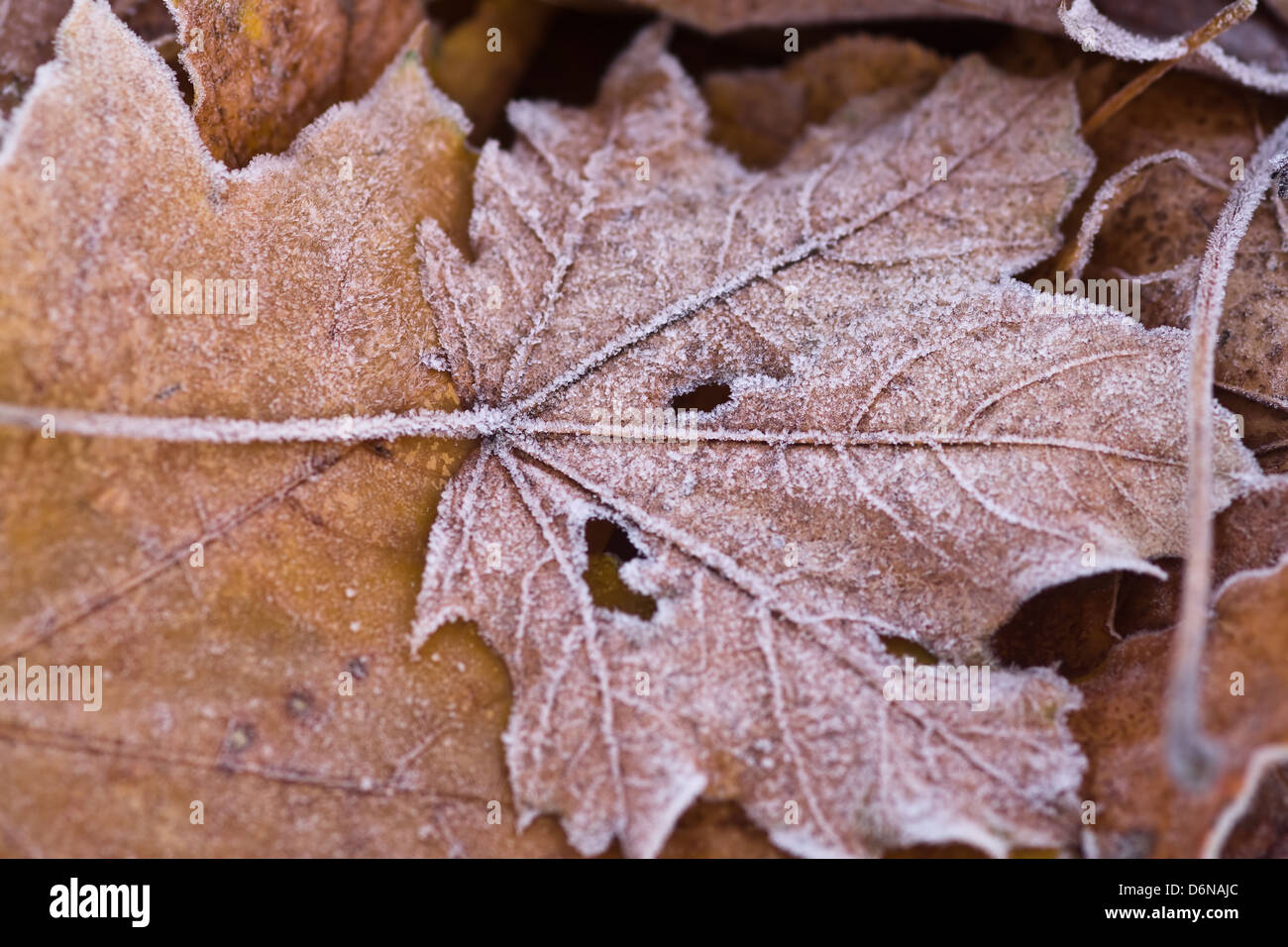 Berlin, Germany, Hoarfrost on autumn leaves Stock Photo