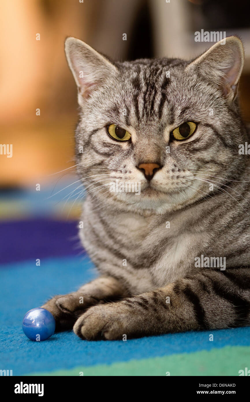 Berlin, Germany, gray tabby cat Stock Photo Alamy
