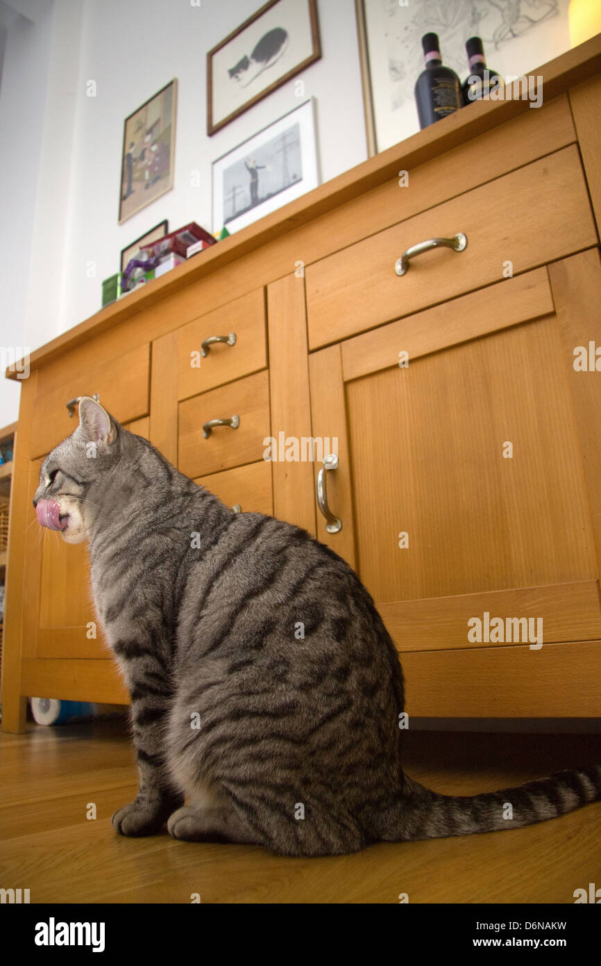Kater hi-res stock photography and images - Alamy