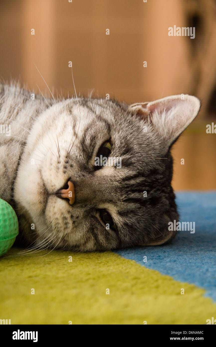 Berlin, Germany, cat lies on a rug Stock Photo
