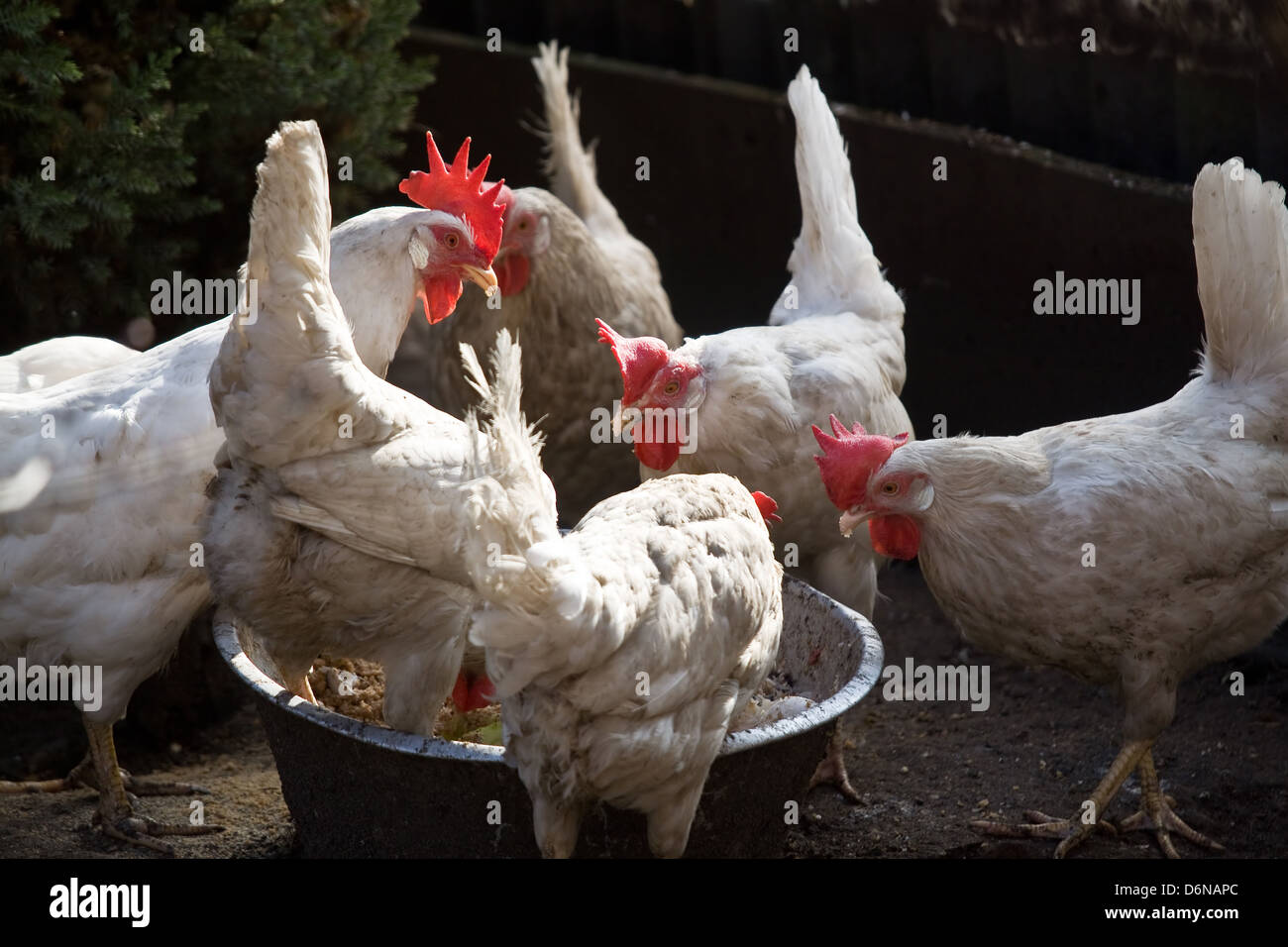 Blankensee, Germany, chickens on a farm Stock Photo