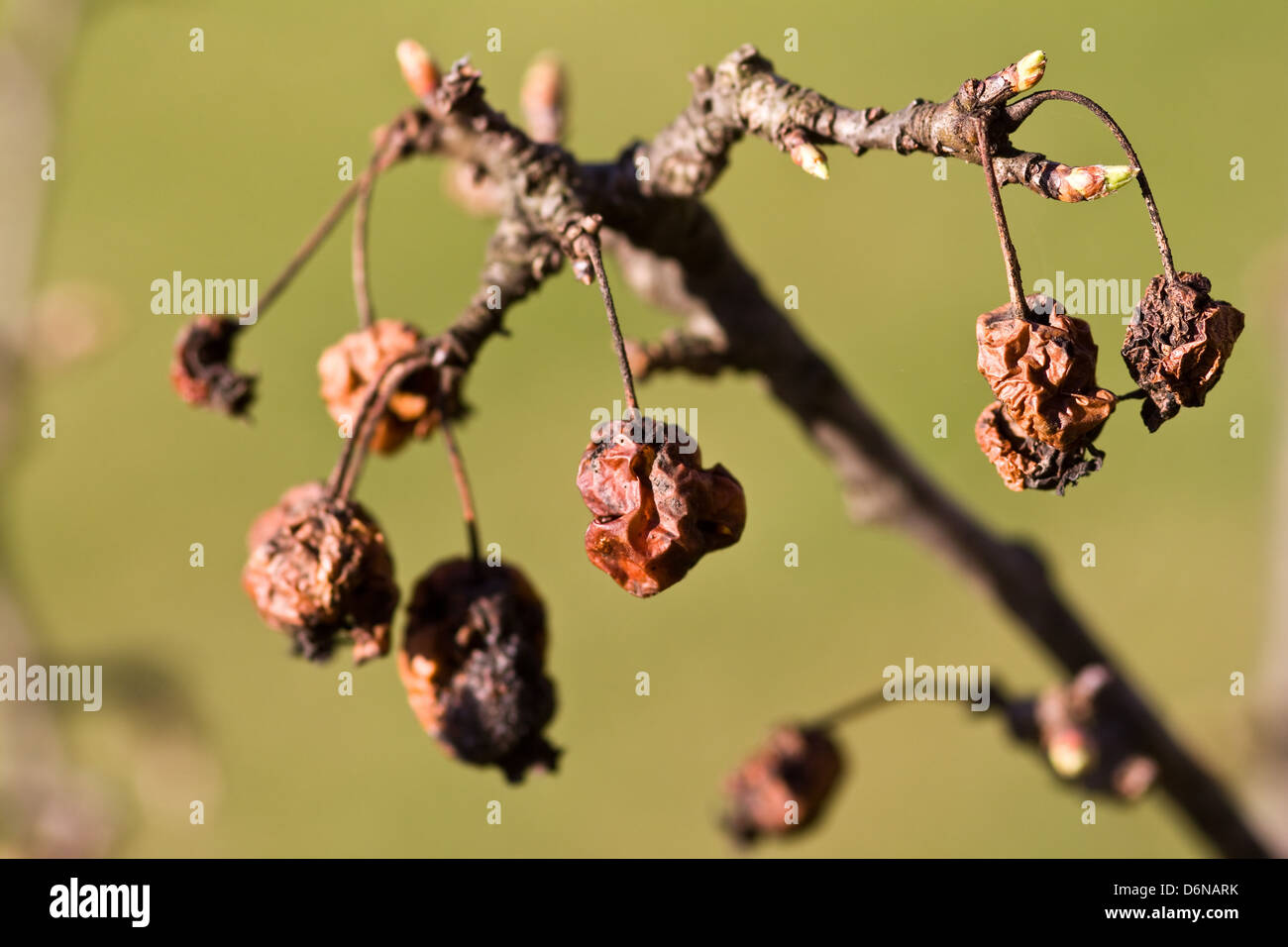 Berlin, Germany, dried fruit of an ornamental apple tree Stock Photo