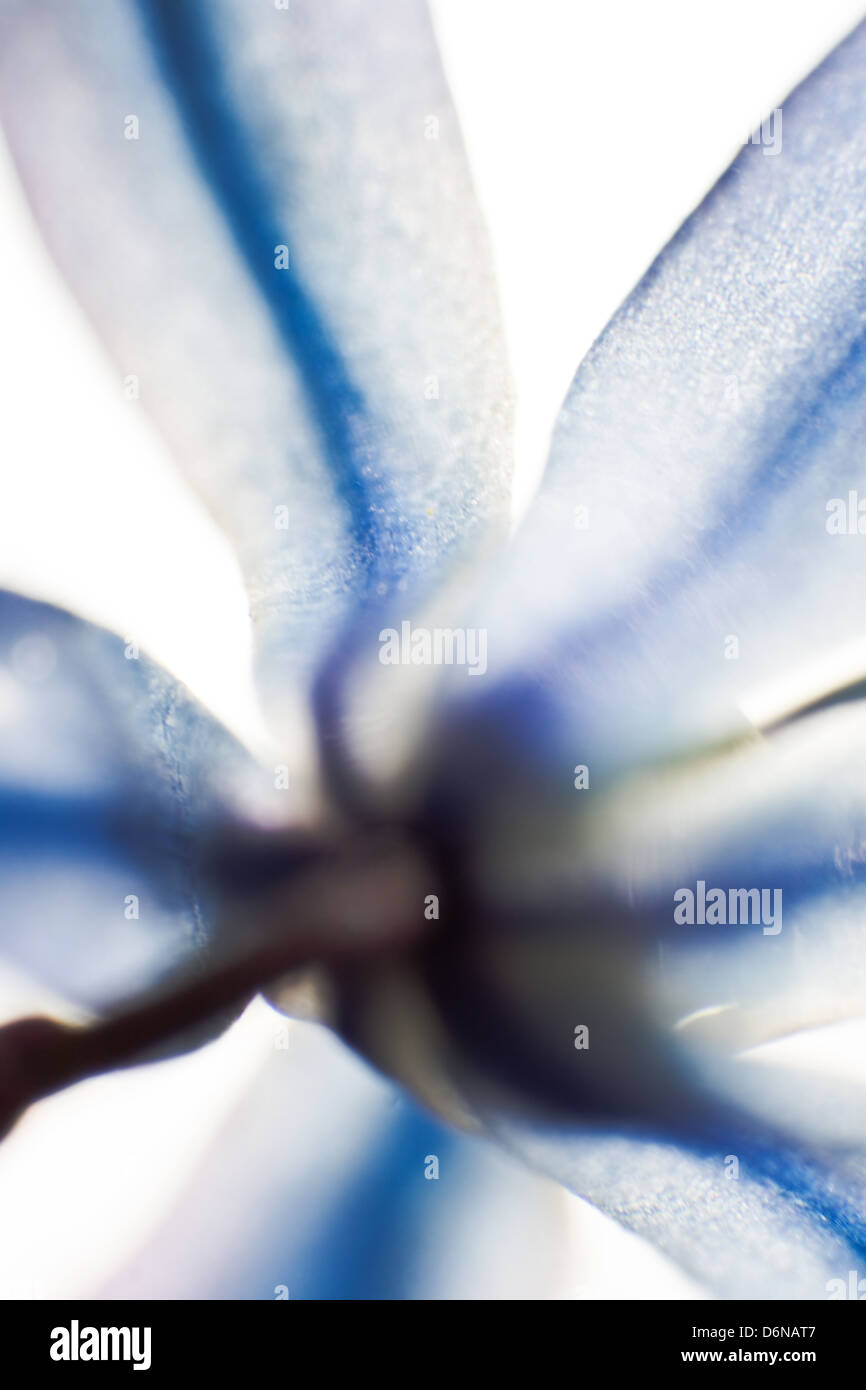 Berlin, Germany, detail of a two-bladed Bluestar (bluebell) Stock Photo
