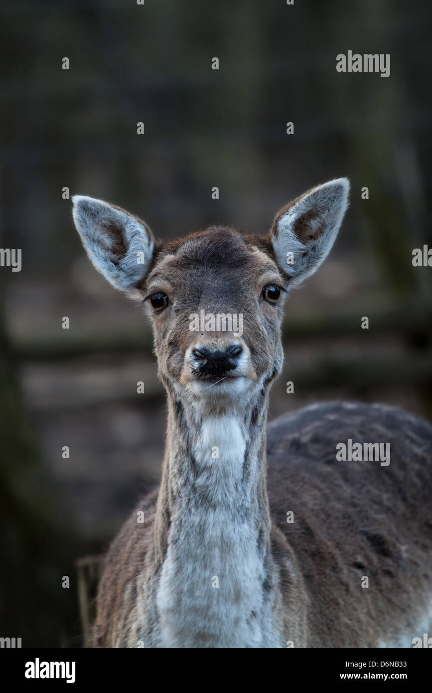 Havel, Germany, a deer Stock Photo