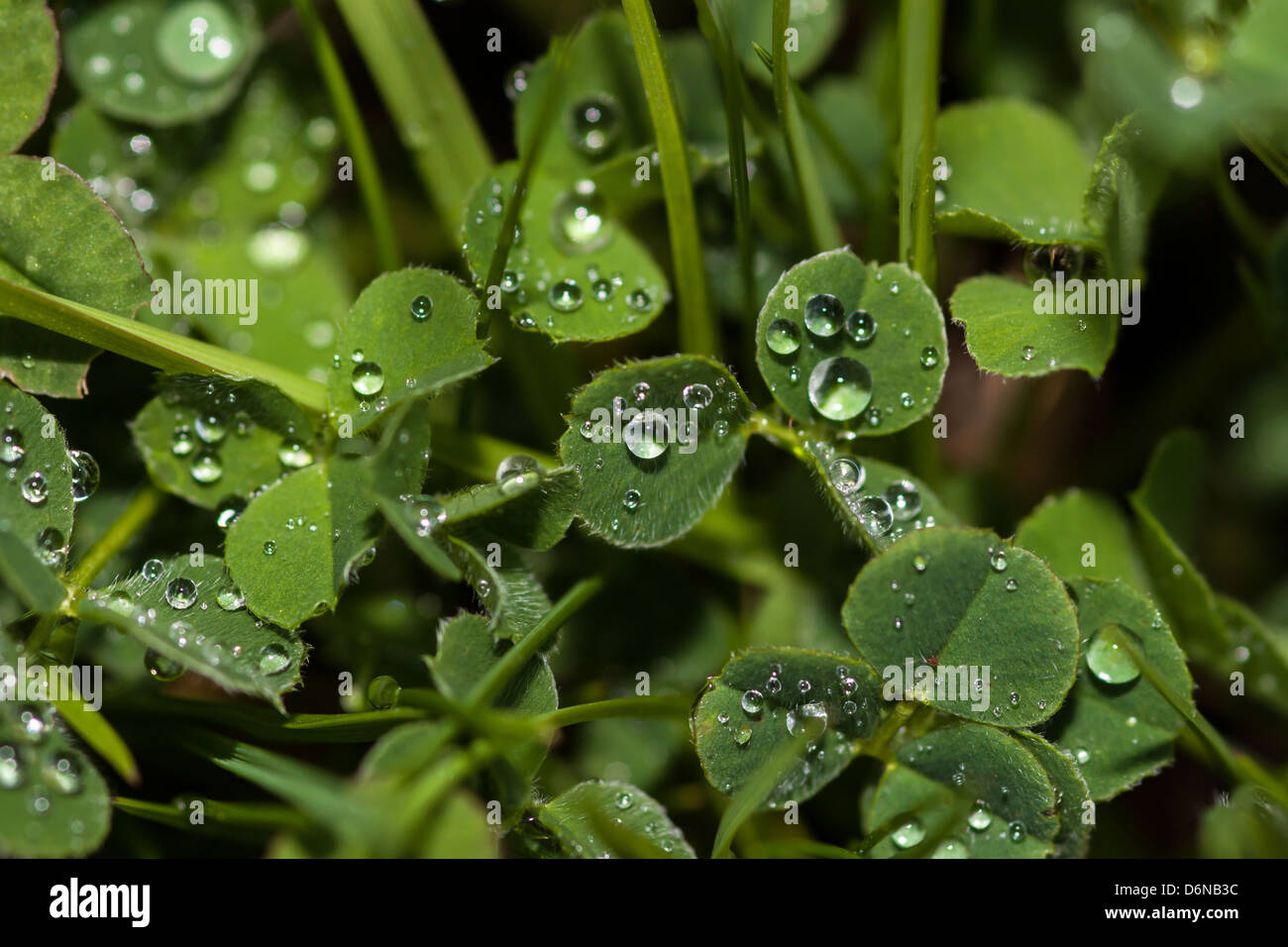 Berlin, Germany, clover in grass with morning dew Stock Photo