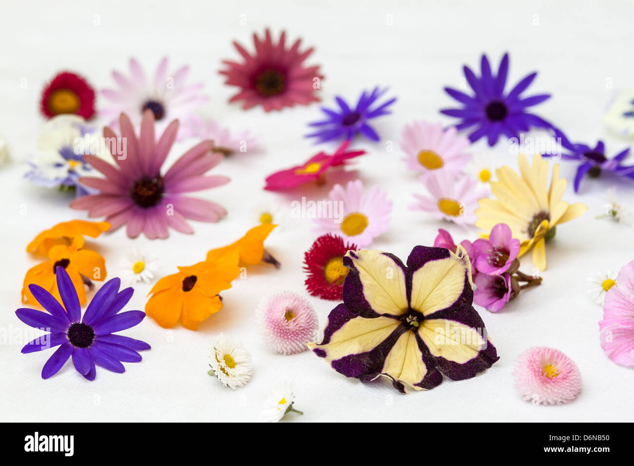 Berlin, Germany, various blossoms from the garden in May Stock Photo