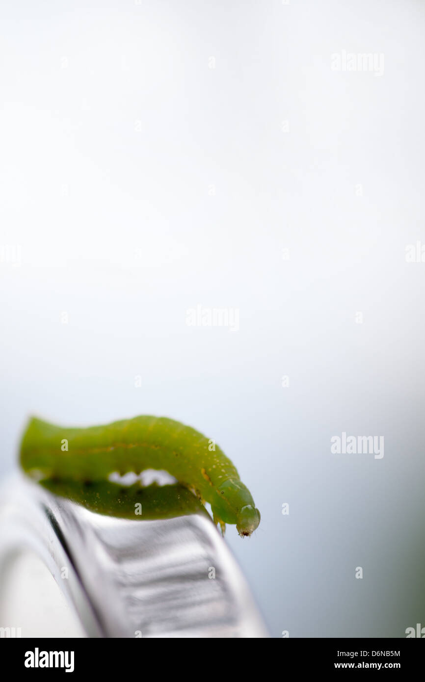 Berlin, Germany, green caterpillar of the moth Achateule Stock Photo