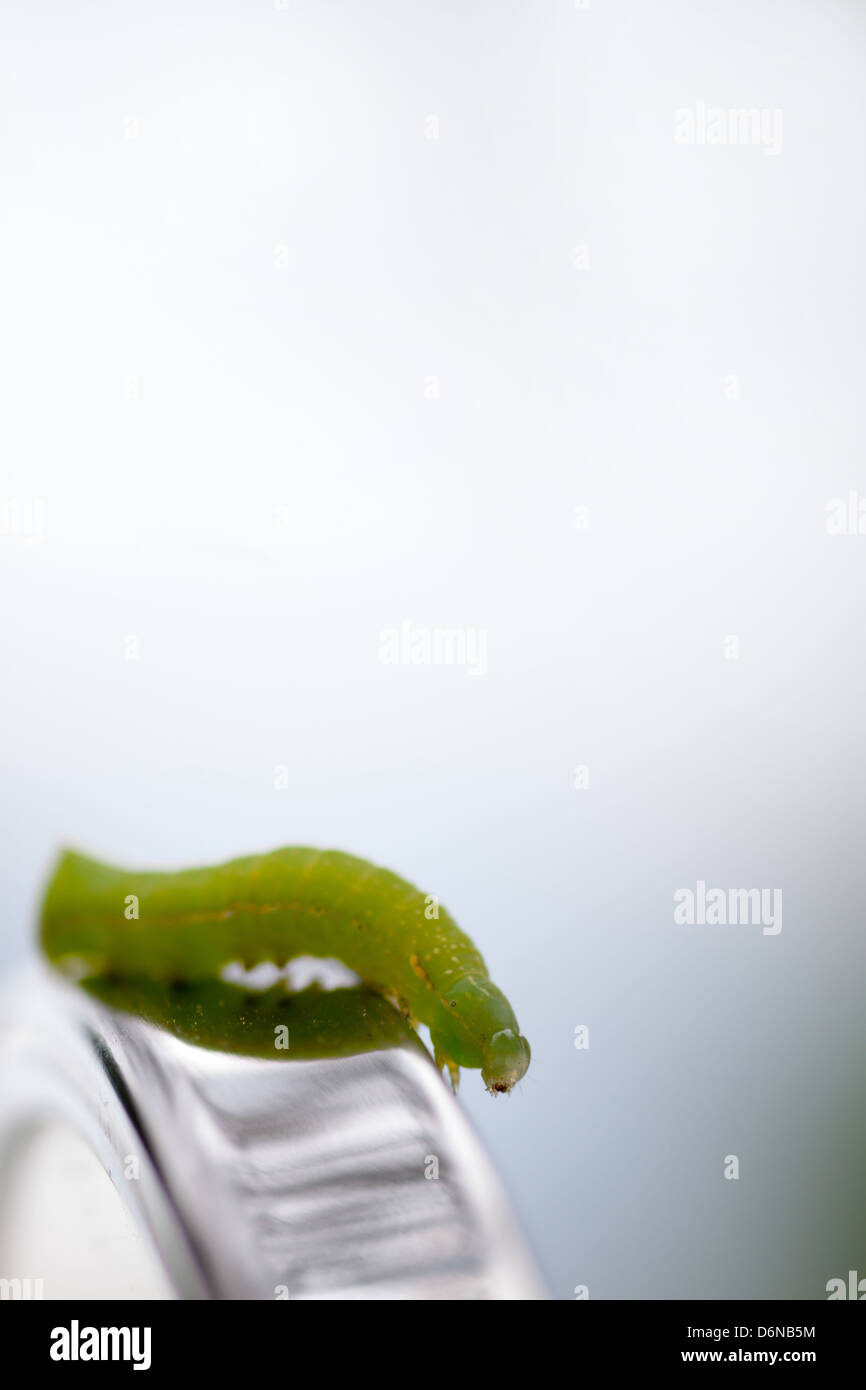 Berlin, Germany, green caterpillar of the moth Achateule Stock 