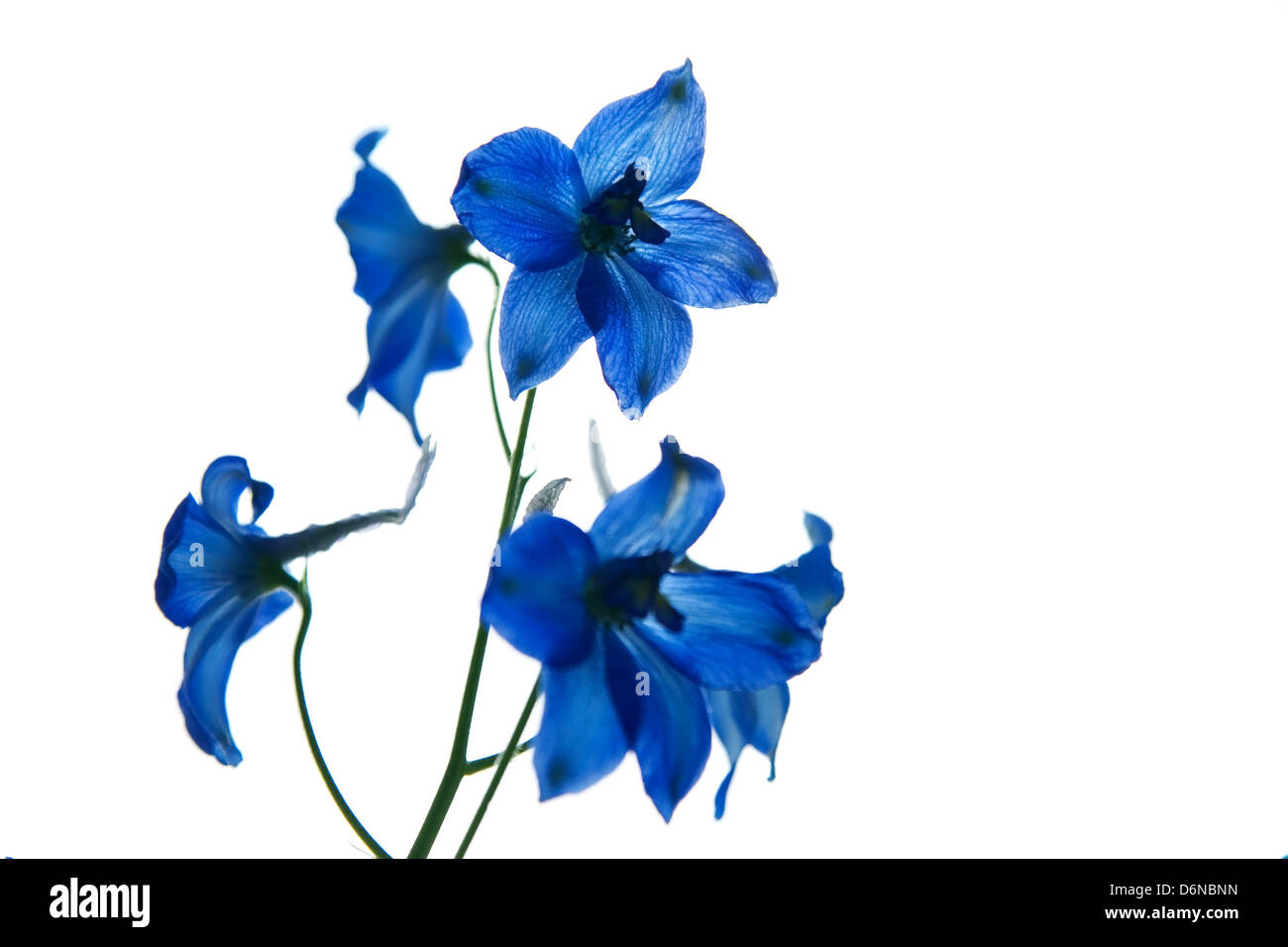 Berlin, Germany, bluehender Larkspur Stock Photo