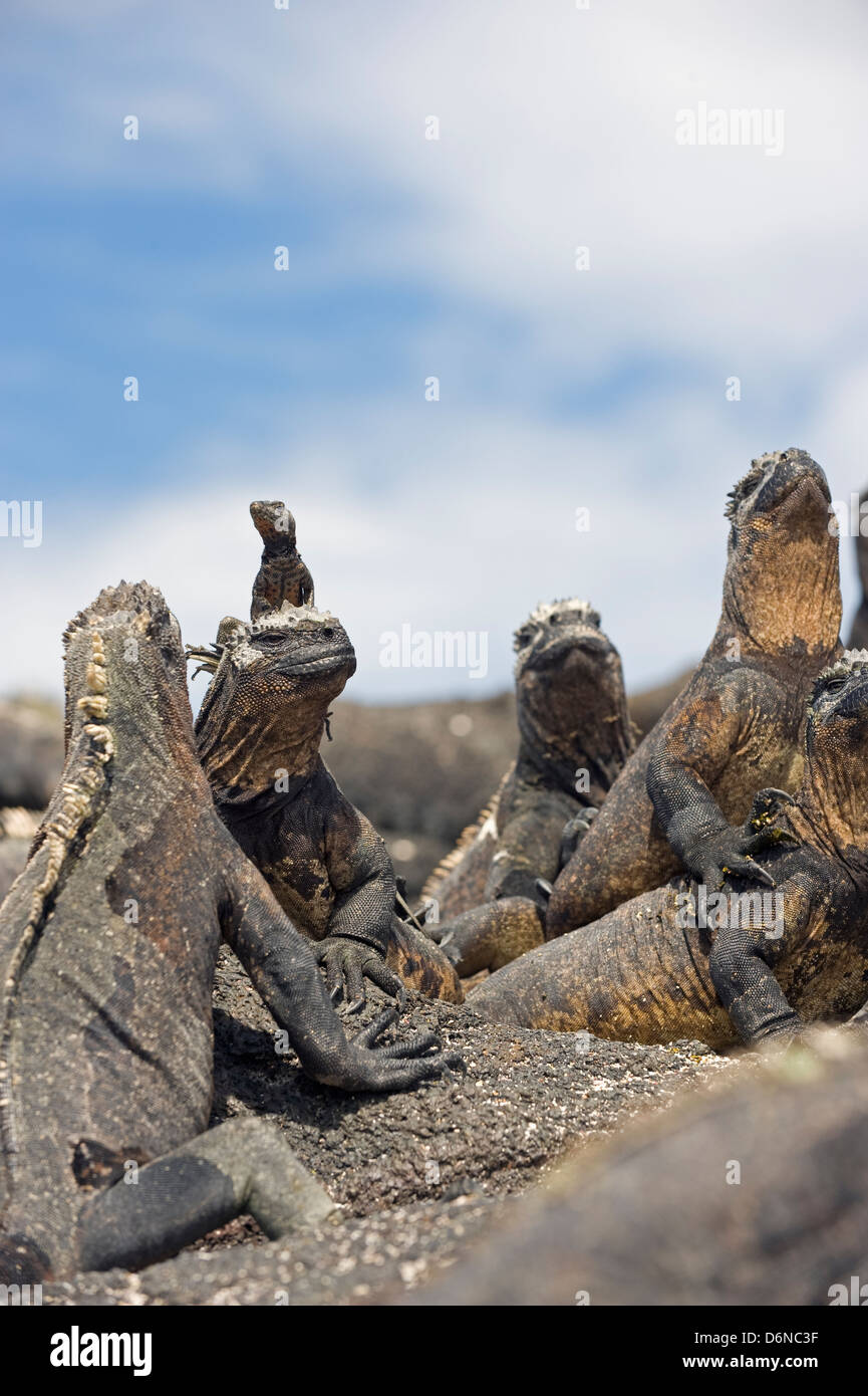 Marine Iguanas, Amblyrhynchus cristatus, Isla Isabela, Galapagos