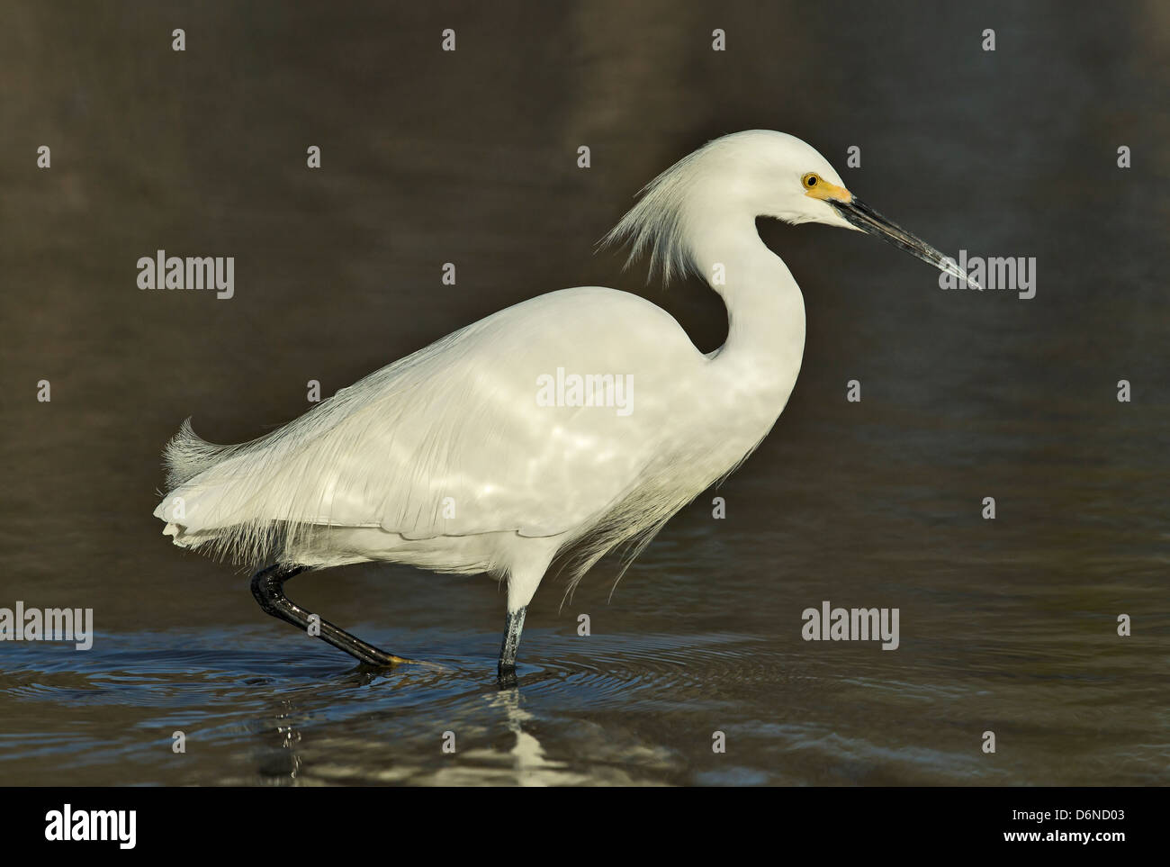 Snowy egret in shallow water, North Beach, Fort de Soto, Florida. Stock Photo