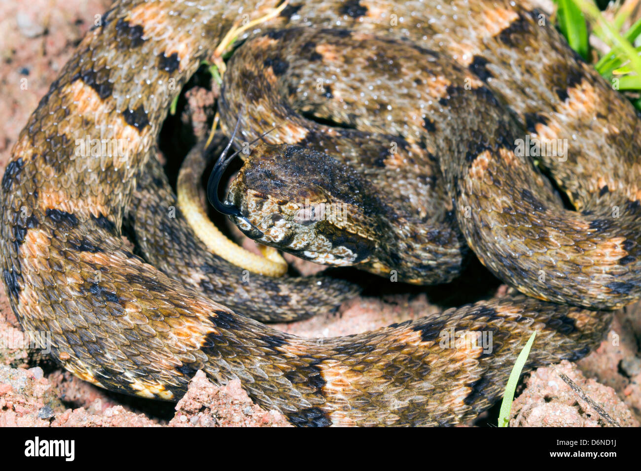 Fer de Lance (Bothrops atrox) a venomous viper from Ecuador Stock Photo