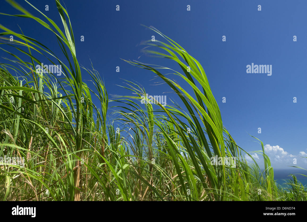 Cherry Tree Hill, Barbados, sugar cane plants at Cherry Hill Tree Stock Photo