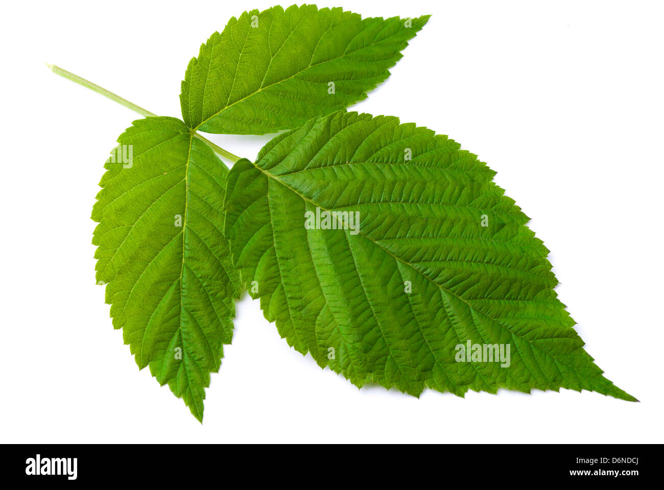 Raspberry bush leaves on a white background (Rubi idaei folium Stock