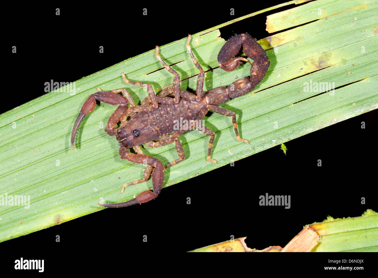 Scorpion on a palm leaf in rainforest, Ecuador Stock Photo