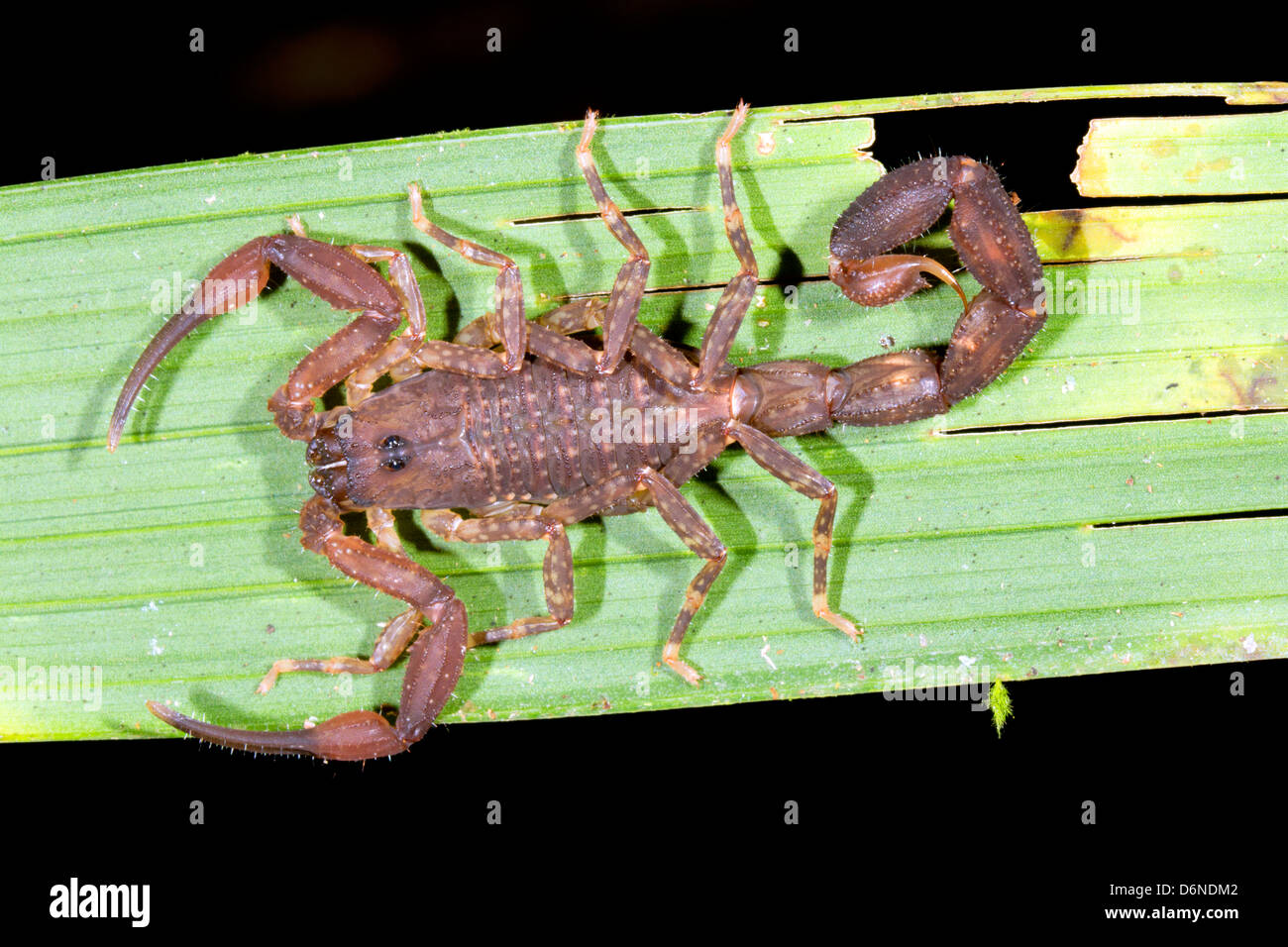 Scorpion on a palm leaf in rainforest, Ecuador Stock Photo