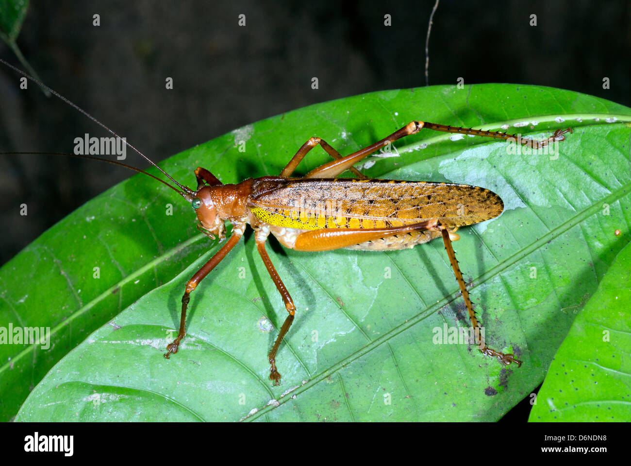 Bush cricket on a leaf in rainforest, Ecuador Stock Photo