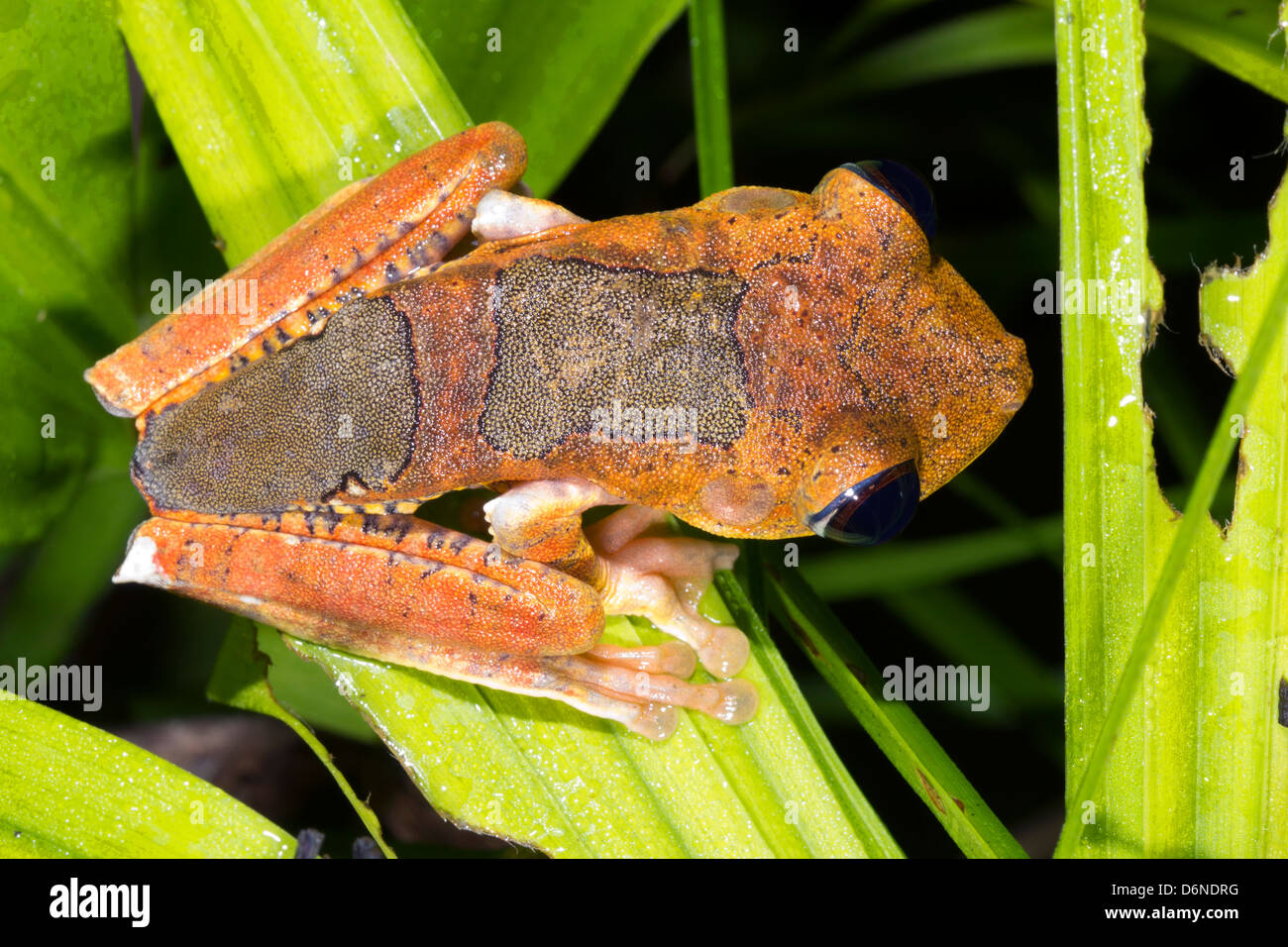 Map Treefrog (Hypsiboas geogeaphicus) clinging on vegetation over a pond in the Ecuadorian Amazon Stock Photo
