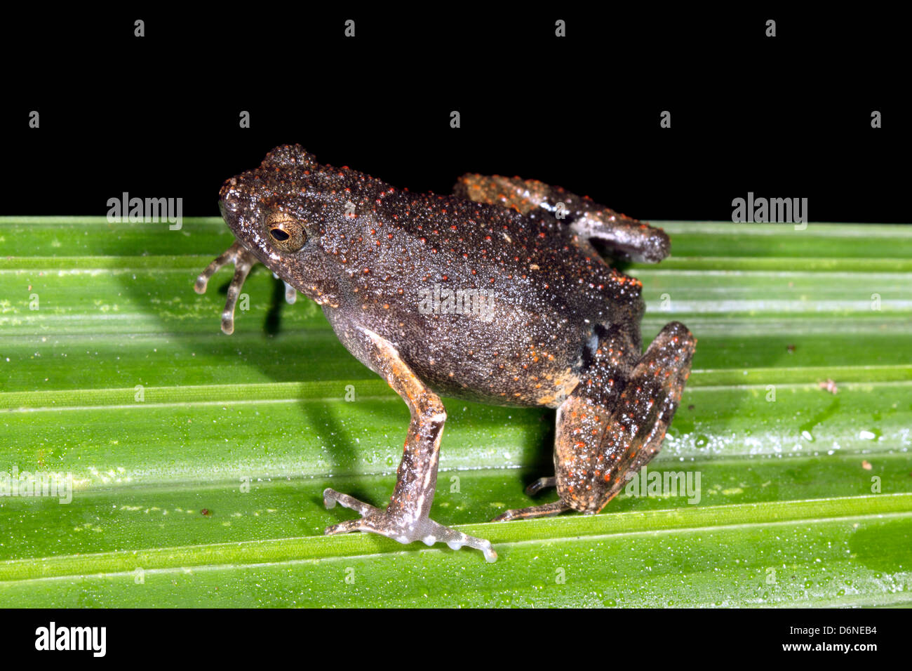 Peters' Dwarf Frog (Engystomops petersi) on a palm frond in rainforest, Ecuador Stock Photo