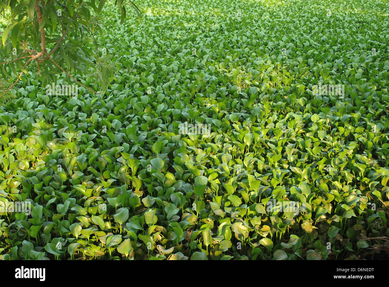 water filled with african floating algae Stock Photo