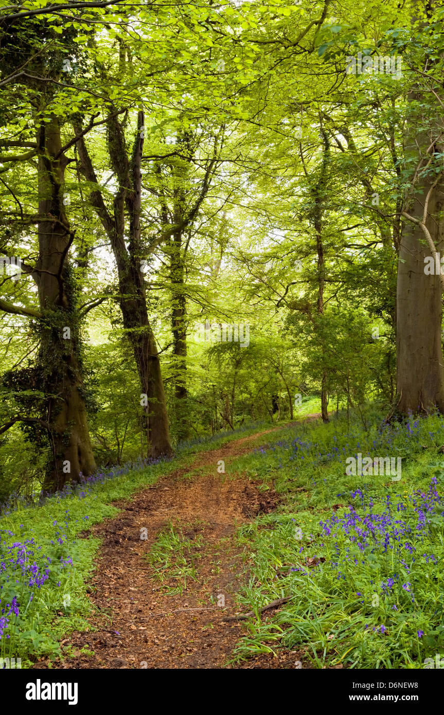 Spring time image of woodland path with vivid spring green colours and early bluebells appearing, taken in Bristol, UK Stock Photo