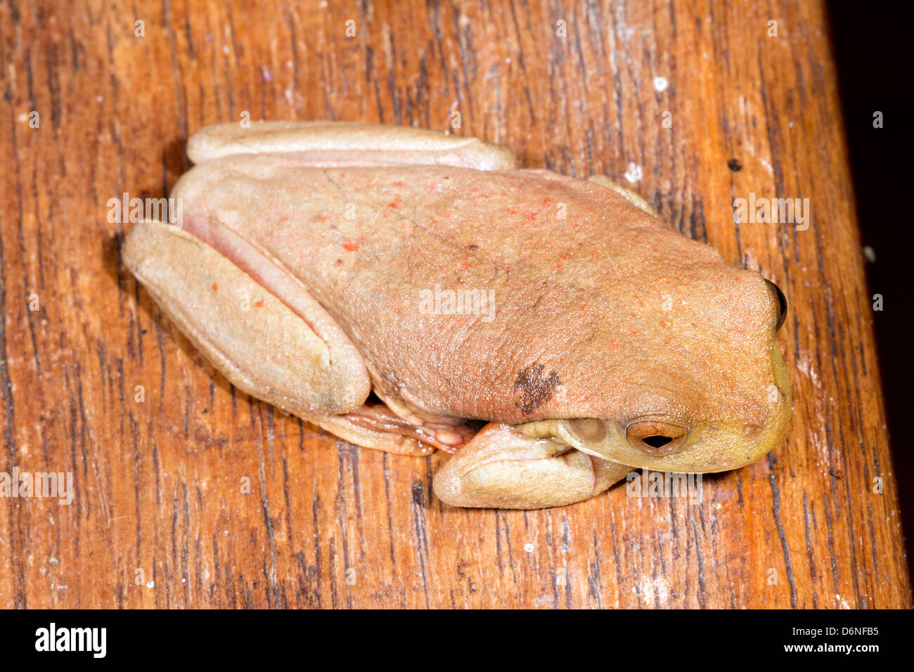 Bokermann's casque headed treefrog (Trachycephalus resinifictrix) at rest in the Ecuadorian Amazon Stock Photo