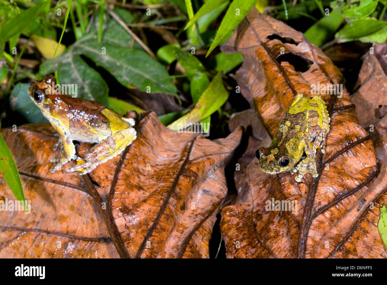 Two Neotropical marbled treefrogs (Dendropsophus marmoratus) on the rainforest floor, Ecuador Stock Photo