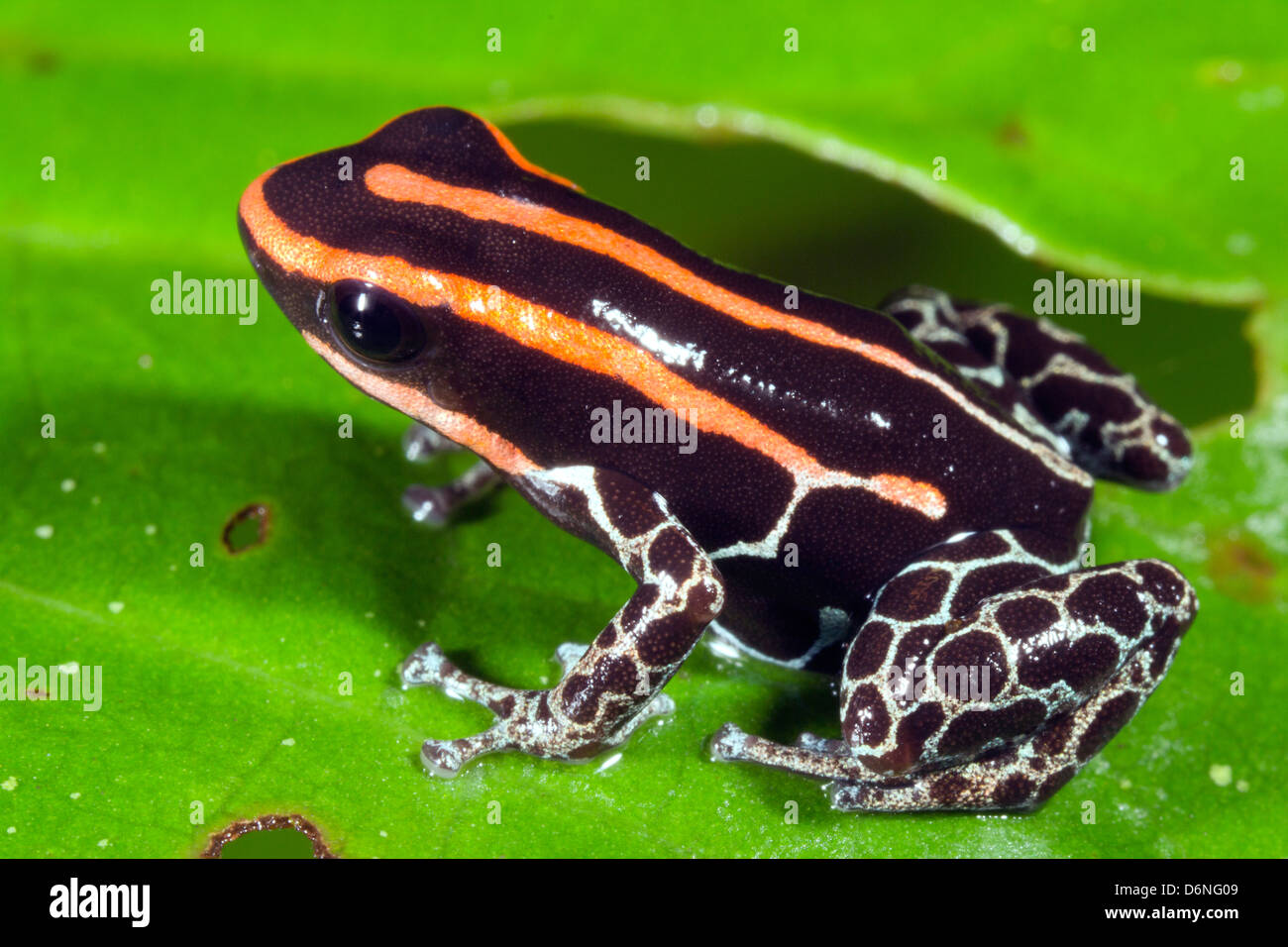 Amazonian Poison Frog (Dendrobates ventrimaculatus). This species was ...