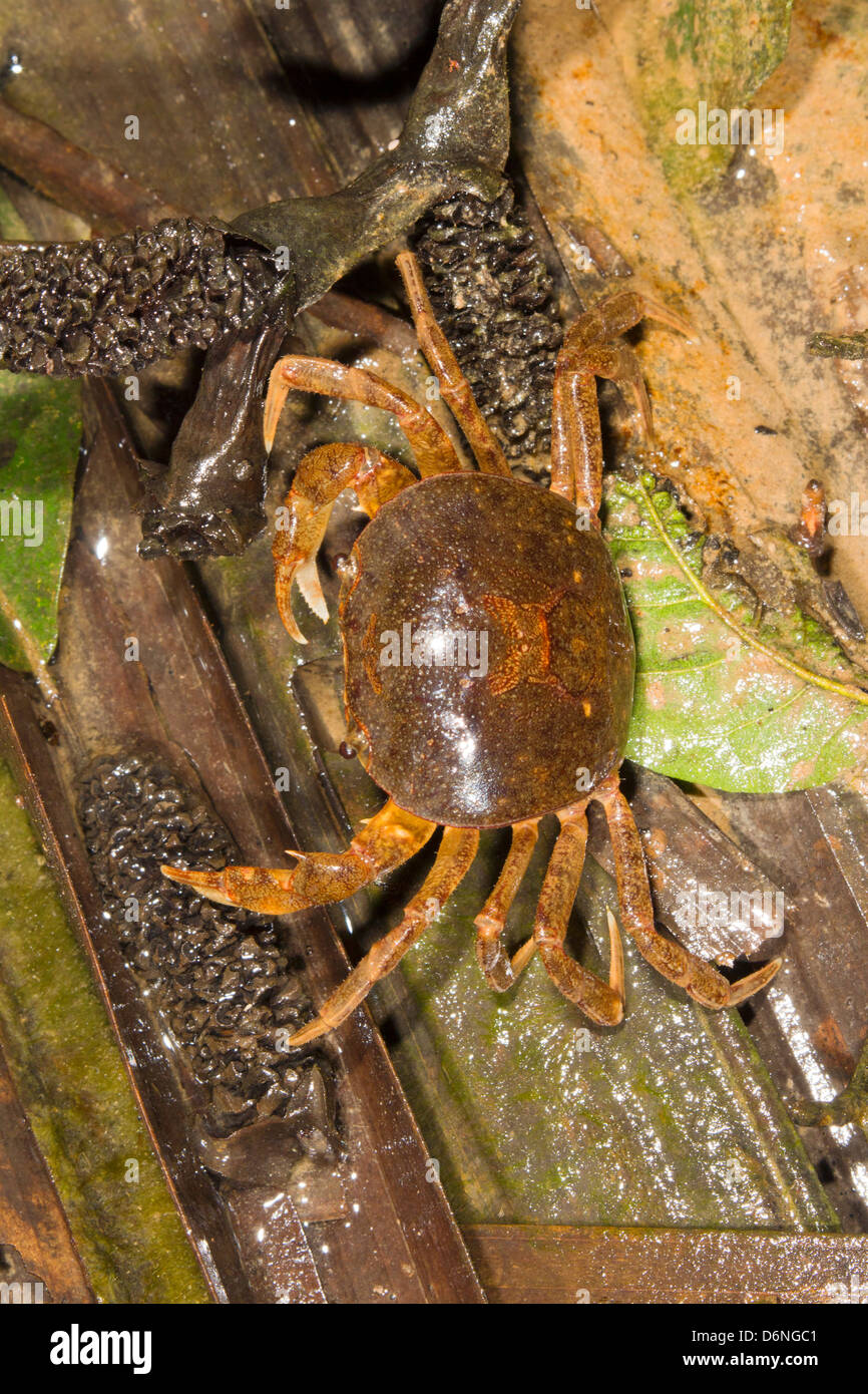 A terrestrial crab in tropical rainforest, Ecuador Stock Photo